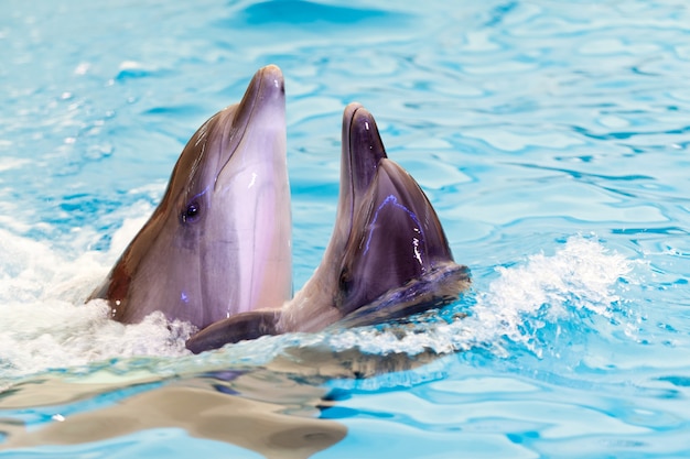 Zwei Fröhliche Freunde Delfine Schwimmen Zusammen Im Blauen Wasser Im ...