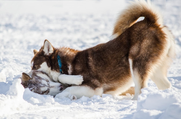 Zwei hunde der siberian huskyrasse spielen miteinander. husky hunde