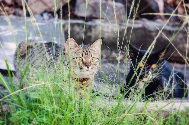 Zwei katzen sitzen im gras Premium Fotos