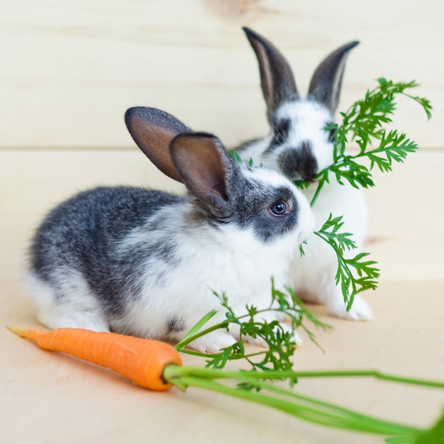 Zwei Kleine Kaninchenbabys Die Frisches Gemuse Karotten Blatter Essen Futterung Der Nagetiere Mit Einer Ausgewogenen Ernahrung Nahrung Premium Foto