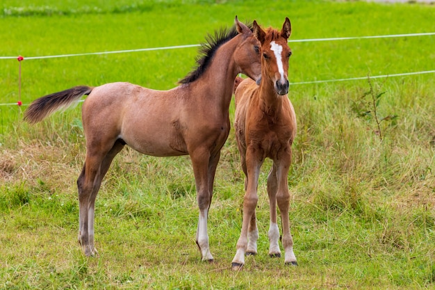 Zwei Schone Fohlen Die In Der Grunen Wiese Spielen Pferdenachkommen Premium Foto