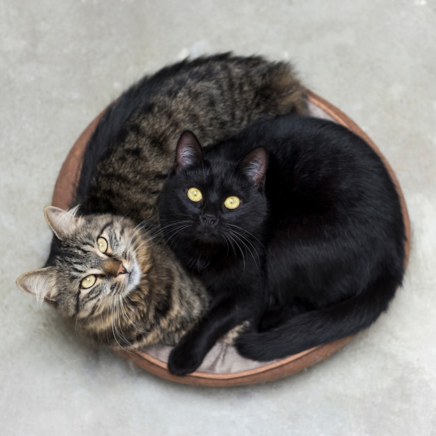 Zwei Susse Flauschige Katzchen Die In Einem Korb Liegen Und Uberrascht Aufblicken Kostenlose Foto