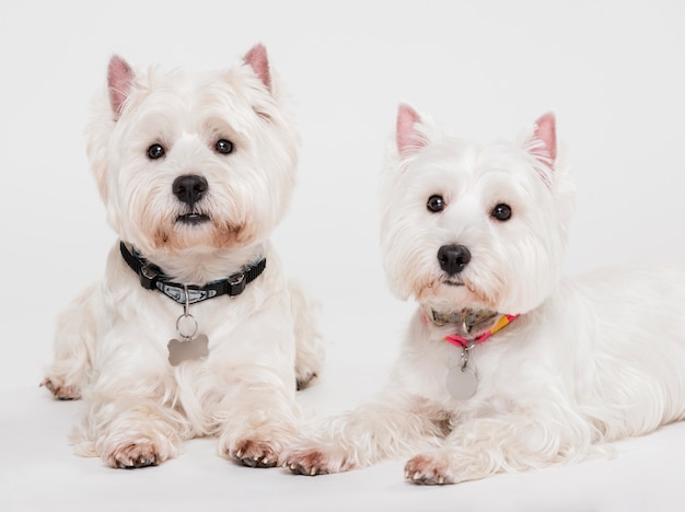 Zwei Susse Kleine Hunde Kostenlose Foto