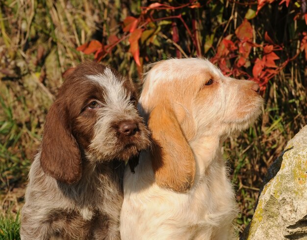 Zwei welpen spinone italiano hund PremiumFoto