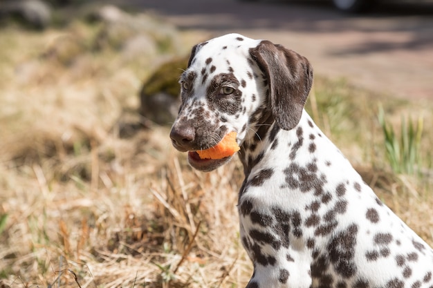 ニンジンを屋外で食べる2ヶ月幸せなダルメシアンの子犬 茶色の斑点があるかわいいダルメシアン犬の肖像画 牧草地で101ダルメシアン映画から純血種の ダルメシアンペットを笑顔 プレミアム写真
