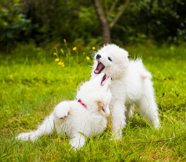 2つの面白いふわふわの白いサモエド子犬犬が緑の芝生で遊んでいます プレミアム写真