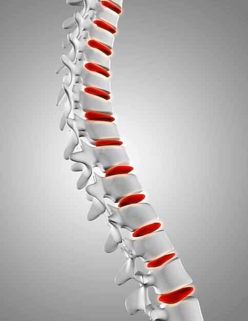 3d close up of spine with discs highlighted Free Photo