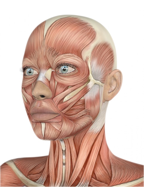 詳細な筋肉のマップで女性の顔のレンダリング3d 無料の写真