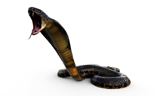 3dイラストキングコブラ世界最長の毒ヘビ プレミアム写真