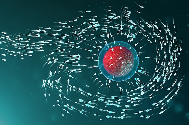 3 Dイラストの精子と卵細胞 卵子 精子が卵細胞に近づいています ネイティブおよび自然受精 新しい人生の始まりの構想 顕微鏡下の赤いコアの卵子 運動精子 プレミアム写真