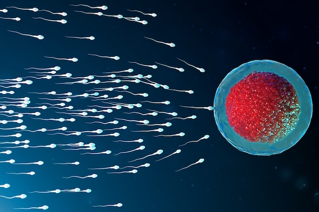 Premium Photo 3d Illustration Sperm And Egg Cell Ovum Sperm Approaching Egg Cell Native And 0219