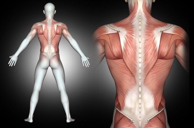 背中の筋肉が強調表示された3 D男性医療図 無料の写真