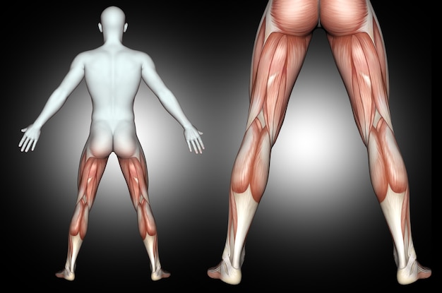 ハイライトされた脚の筋肉の背面を持つ3 D男性医療図 無料の写真