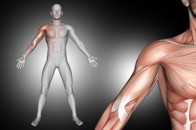 肩の筋肉が強調表示された3 D男性医療図 無料の写真