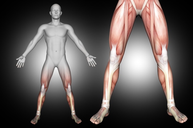 下肢の筋肉が強調表示された男性の医療図の3dレンダリング 無料の写真