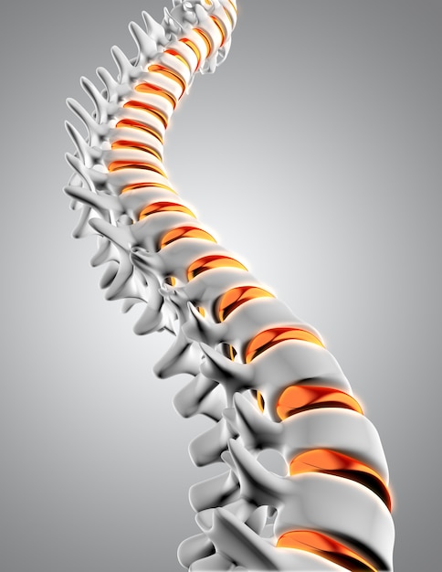 Spine Free 3d Model