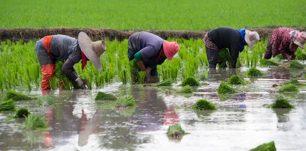 Premium Photo | 4 farmers are planting rice, transplant rice seedlings