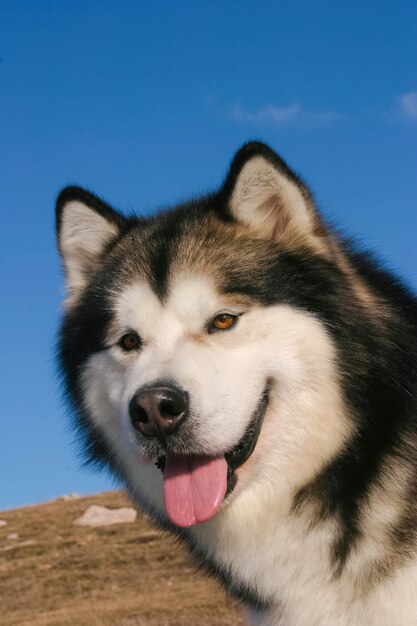 アラスカマラミュート犬の肖像画 プレミアム写真