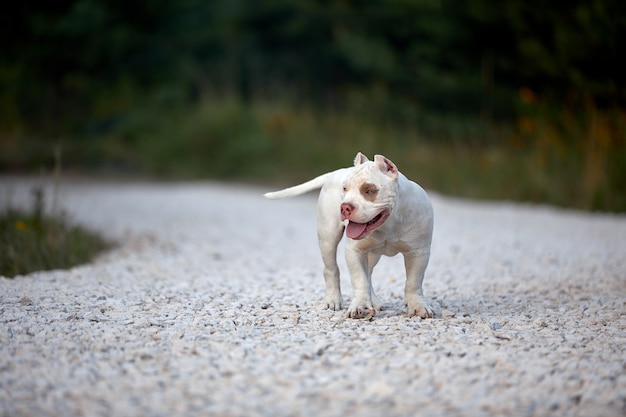 陽気な犬のいじめっ子は砂利道を走り 公園で遊んでいます プレミアム写真