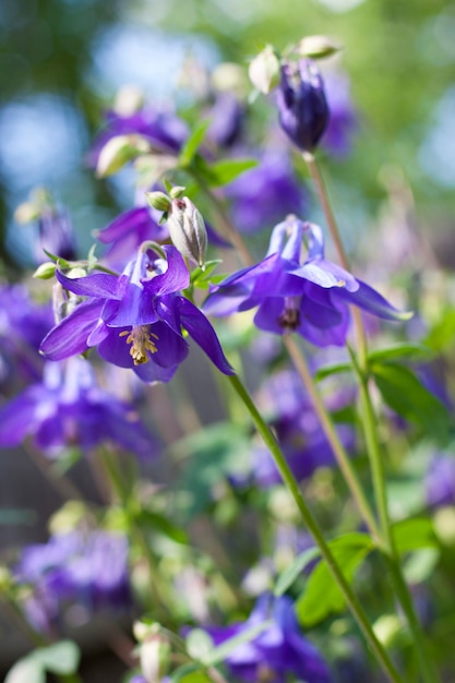 青いオダマキの花のクローズアップ プレミアム写真