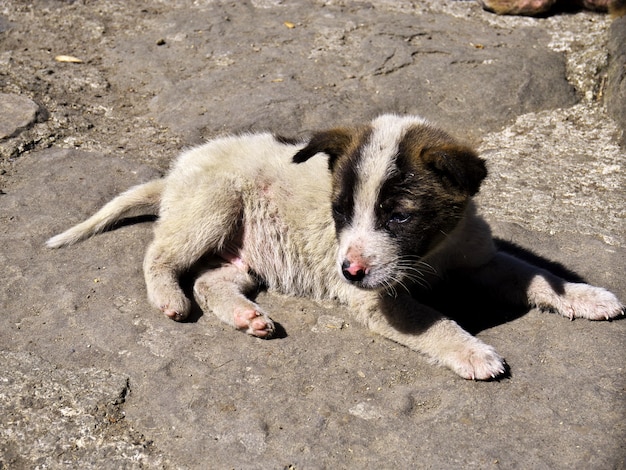 フィリピンのバンガーンの犬 プレミアム写真