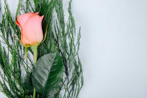 コピースペースと白い背景で隔離のアスパラガスとサンゴ色のバラの花のトップビュー 無料の写真