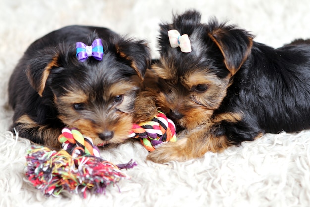 自宅で小さなかわいい子犬 無料の写真