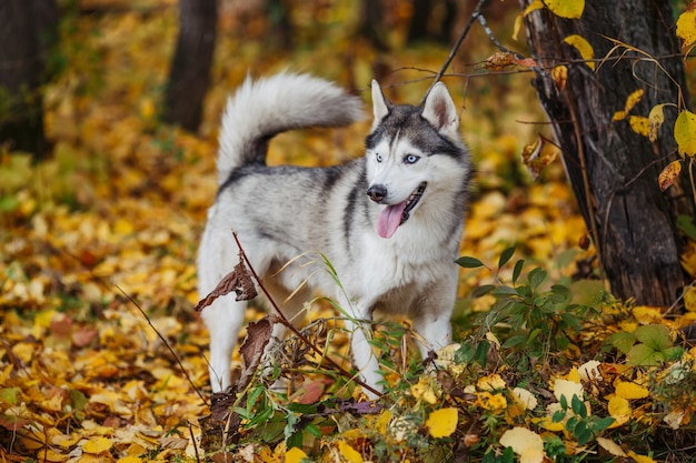 青い目をしたシベリアンハスキー犬が立って見えます プレミアム写真