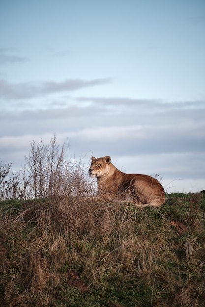 暗い曇り空の下の谷で横になっている雌のライオンの垂直のクローズアップショット 無料の写真
