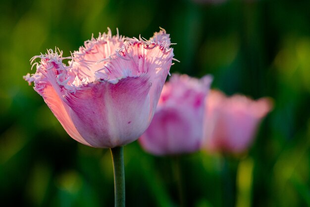 ピンクのチューリップ畑の美しいショット 自然な壁紙や背景に最適 無料の写真