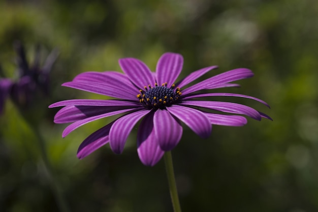 ぼやけて美しい紫花びらアフリカデイジーの花のクローズアップショット 無料の写真
