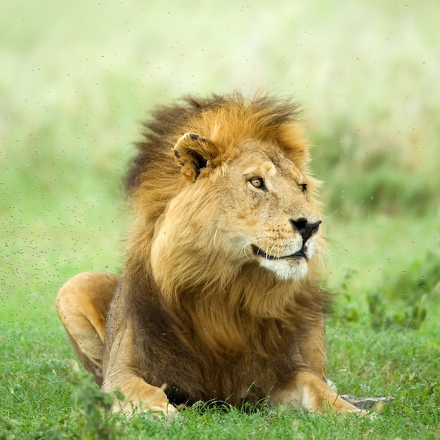 セレンゲティ保護区の芝生で横になっているライオン プレミアム写真