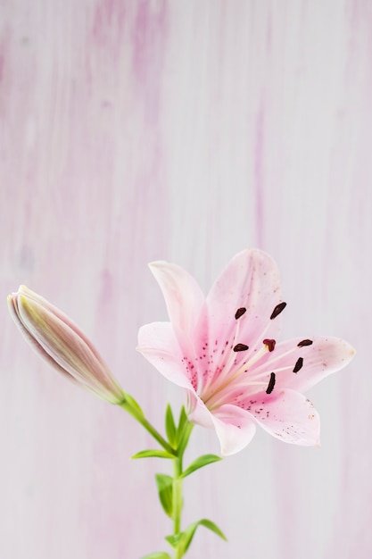 バックグラウンド ピンク 水 花 クローズアップ 無料の写真