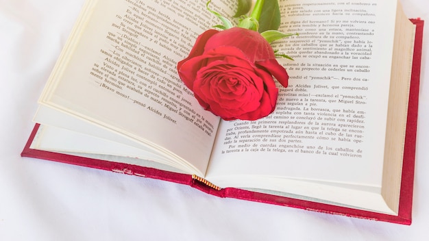 Цветок красной розы на книге | Бесплатно Фото