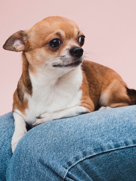 飼い主の膝の上に座っている飼い犬 無料の写真