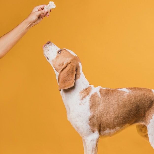 犬の骨を持っている手 無料の写真