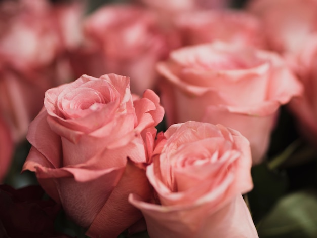 ロマンチックなバラのクローズアップ 無料写真