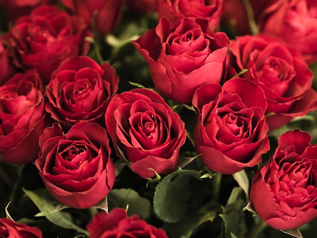 ロマンチックな赤いバラのクローズアップ 無料写真
