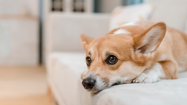 自宅のソファの上のかわいい犬 無料の写真