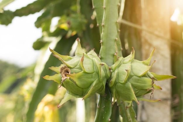 植物のドラゴンフルーツ 木の生のピタヤフルーツ ピタヤまたはピタハヤは アメリカ先住民のいくつかのサボテン種の果実です プレミアム写真