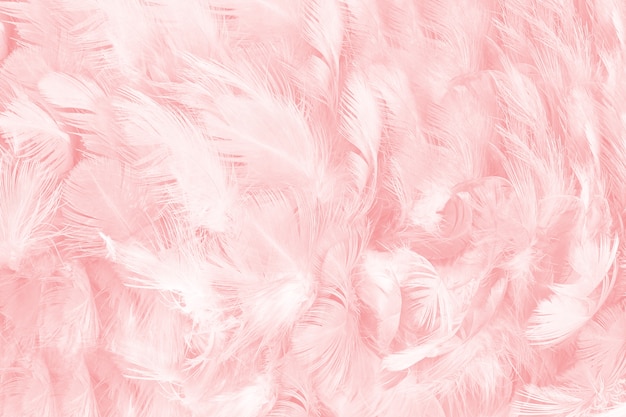 トップ100 ピンク 羽 壁紙 最高の壁紙コレクション