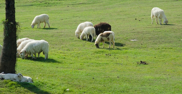 緑の牧草地でかわいい面白い羊や子羊 プレミアム写真