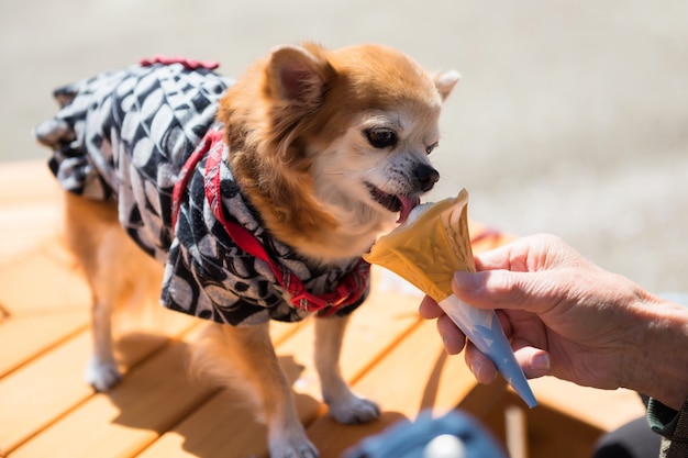 ポメラニアン犬はアイスクリームを食べる プレミアム写真