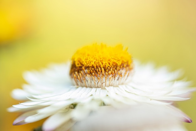 花粉に焦点を当てたエバーラスティング わらの花のマクロ自然ショット プレミアム写真