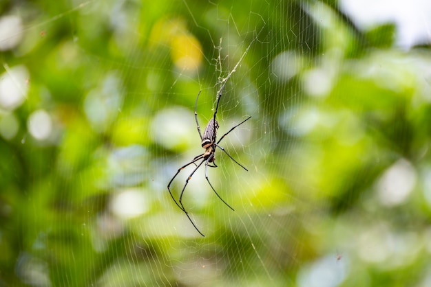 巨大なクモのネフィラ ピラピスが ウェブ トラップと緑色のボケの背景に座っています プレミアム写真