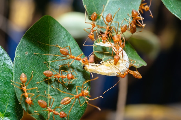 赤アリはお互いに食べ物を送っています プレミアム写真