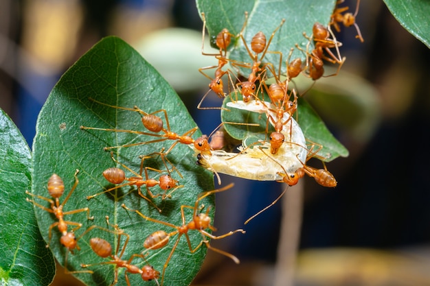 ラブリー蟻 食べ物 最高の花の画像