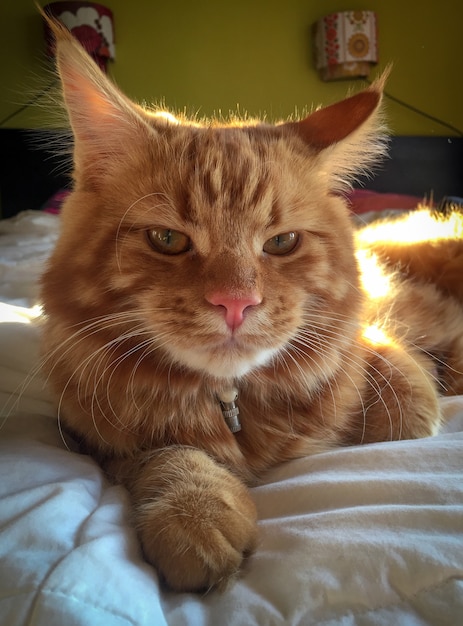 かわいい赤いメインクーンの子猫 プレミアム写真