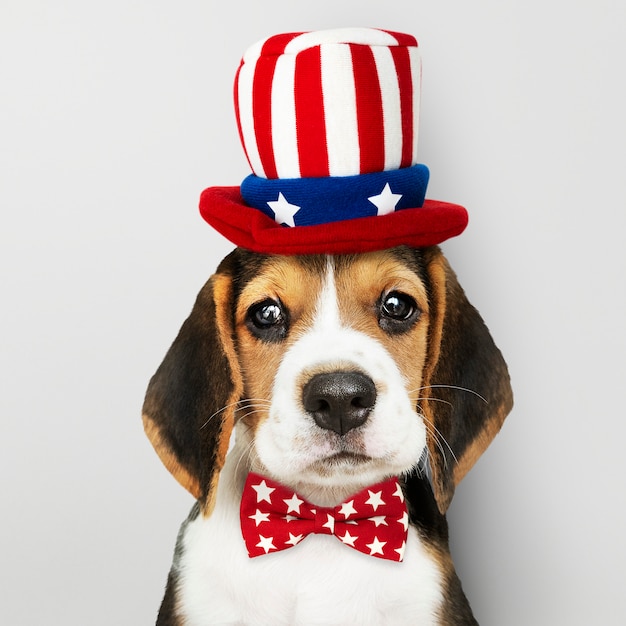アメリカンビーグル子犬 写真素材 無料ダウンロード