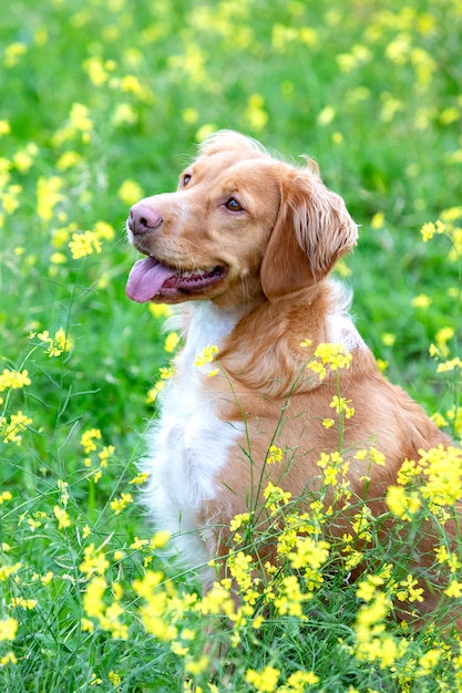 牧草地で美しい茶色のブルトン犬 プレミアム写真